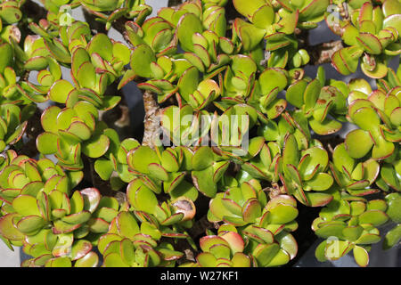 close up of Crassula ovata, commonly known as jade plant, lucky plant, money plant or money tree Stock Photo