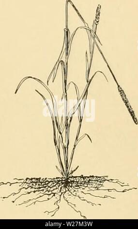 Archive image from page 292 of Cyclopedia of American horticulture Stock Photo
