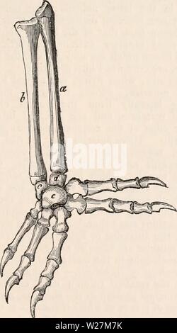 Archive image from page 292 of The cyclopædia of anatomy and Stock Photo