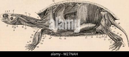 Archive image from page 298 of The cyclopædia of anatomy and Stock Photo