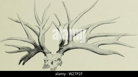 Archive image from page 302 of The deer of all lands;