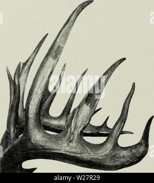 Archive image from page 307 of The deer of all lands; Stock Photo