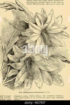 Archive image from page 308 of Cyclopedia of American horticulture Stock Photo
