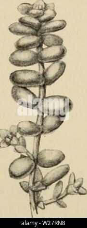 Archive image from page 311 of Dansk plantevaekst (1906) Stock Photo