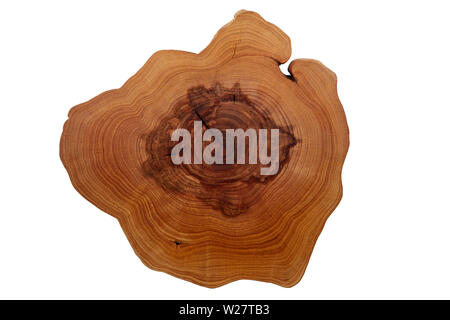 a cut of a tree with growth rings on a white background Stock Photo