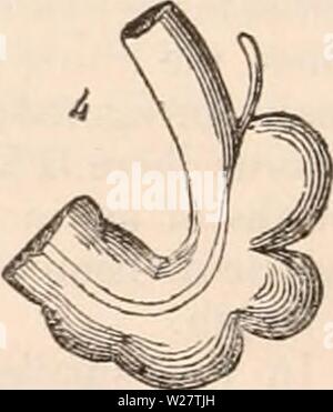 Archive image from page 315 of The cyclopædia of anatomy and Stock Photo