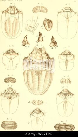 Archive image from page 316 of De metamorphosi eleutheratorum observationes . De metamorphosi eleutheratorum observationes : bidrag til insekternes udviklingshistorie  demetamorphosiel02schi Year: 1861 Stock Photo