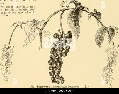 Archive image from page 319 of Cyclopedia of American horticulture Stock Photo