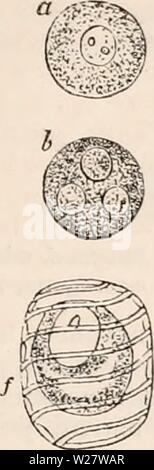 Archive image from page 318 of The cyclopædia of anatomy and Stock Photo