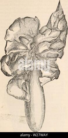 Archive image from page 318 of The cyclopædia of anatomy and Stock Photo