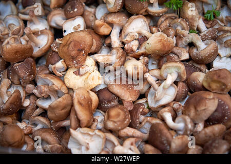 Brown and white mushrooms on sale at a vegetables stall in a local farmer market. Landscape format.