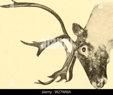 Archive image from page 320 of The deer family (1902) Stock Photo