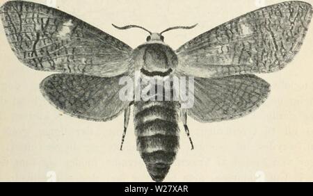 Archive image from page 324 of Dansk forstzoologi (1896) Stock Photo