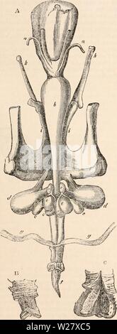 Archive image from page 324 of The cyclopædia of anatomy and Stock Photo