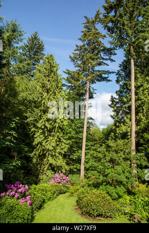 Issaquah, Washington, USA.  Landscaped Pacific Northwest backyard with Deep Pink Rhododendrons blooming and blue sky. Stock Photo