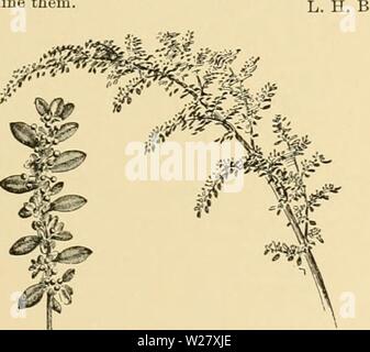 Archive image from page 326 of Cyclopedia of American horticulture Stock Photo