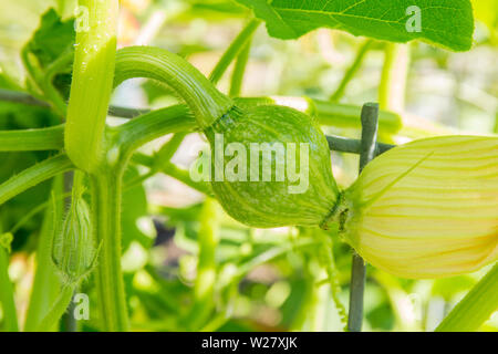 Close-up of a Discus Bush Buttercup squash growing in Bellevue, Washington, USA.  It is the best full-sized buttercup on the market that is produced o Stock Photo