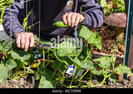 Man harvesting Marketmore 97 cucumbers in Bellevue, Washington, USA.  They are a great slicing cucumber and is very disease-resistant, bitter-free and Stock Photo