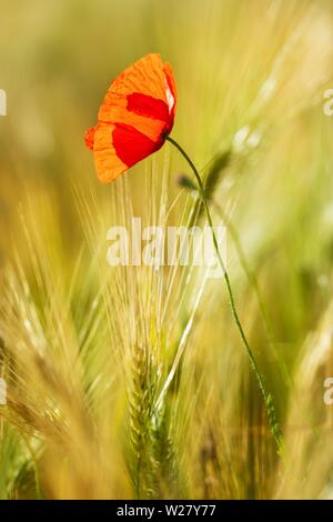 Single red Poppy flower (Papaver) flowers in the barley field, Saxony-Anhalt, Germany Stock Photo