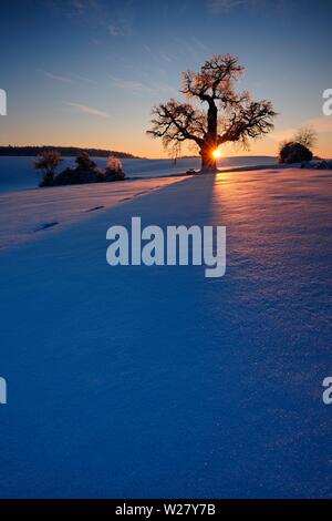 Winter landscape with solitary Oak (Quercus) at sunset, sparkling snow crystals, eastern Harz foreland, near Harzgerode, Saxony-Anhalt, Germany Stock Photo