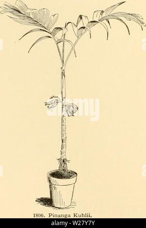 Archive image from page 329 of Cyclopedia of American horticulture Stock Photo