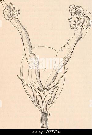 Archive image from page 329 of The cyclopædia of anatomy and Stock Photo