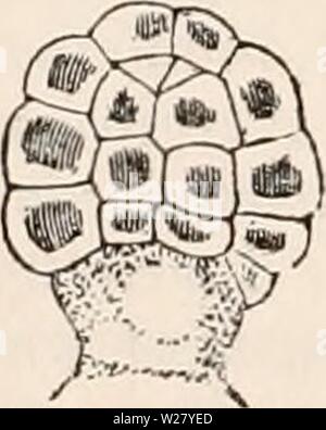 Archive image from page 329 of The cyclopædia of anatomy and. The cyclopædia of anatomy and physiology  cyclopdiaofana05todd Year: 1859  Mode of origin of the gem. Two of the cells of the superficial layer are seen more highly magnified. The membrane of each has grown out into a nipple; in one the vertical septum can be distinguished. 400 diam. which are at right angles to the axis of the frond. Its form is at first that of a flattened Fig. 202.    a flattened rudiment of the gem viewed laterally. Division of the second cell of the rudiment by a vertical septum, on each side of which the com- Stock Photo