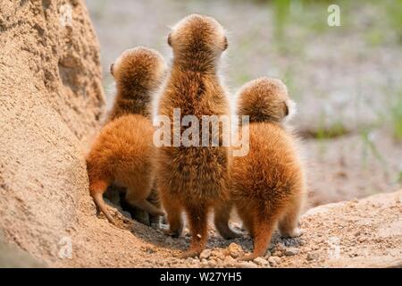 Meerkats (Suricata suricatta), young animals watching out, from behind, Germany Stock Photo