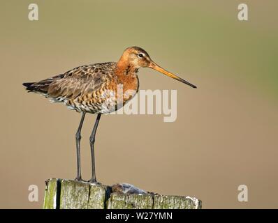 Black-tailed godwit (Limosa limosa) on a fence post with a captured field mouse, Nijkerk, Netherlands Stock Photo