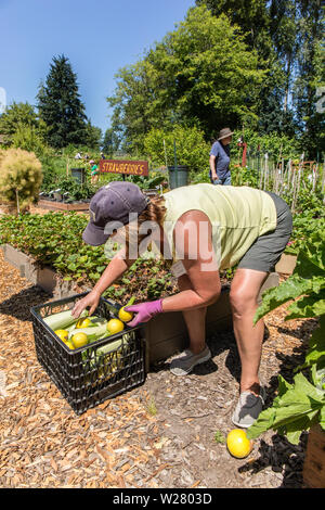 Woman holding freshly harvested One Ball, Butternut and Cavili Squash into a plastic crate to be donated to a food bank in Bellevue, Washington, USA Stock Photo