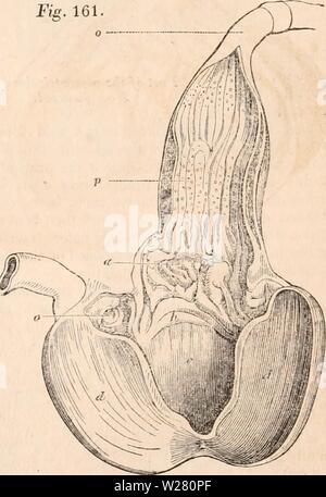 Archive image from page 335 of The cyclopædia of anatomy and. The cyclopædia of anatomy and physiology  cyclopdiaofana01todd Year: 1836  320 AYES. in a zonular form : they are chiefly remarkable for their large cavity and wide orifice. In the Common Fowl and Turkey the glands are more complex, and form a complete circle. In the Cursores the arrangement of the glands is different in almost every genus. In the Ostrich they are of an extremely complicated structure, and are extended in unusual numbers over an oval space on the left side of the proventhculus, which reaches from the top to the bott Stock Photo