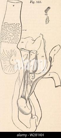 Archive image from page 340 of The cyclopædia of anatomy and. The cyclopædia of anatomy and physiology  cyclopdiaofana01todd Year: 1836  Cloaca of the Condor. Digestive glands. — The liver is large in Birds, and proportionally larger in the Aquatic species than in Birds of Prey. In the former Fig. 165.    &gt; Posterior view of the biliary anil pancreatic due, in the Hornbill. Stock Photo
