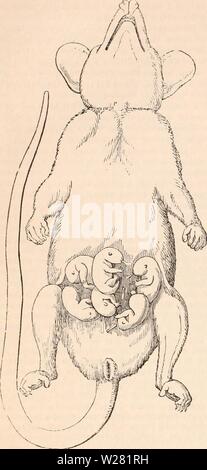 Archive image from page 341 of The cyclopædia of anatomy and Stock Photo