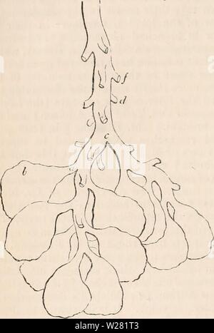 . The cyclopædia of anatomy and physiology. Anatomy; Physiology ...
