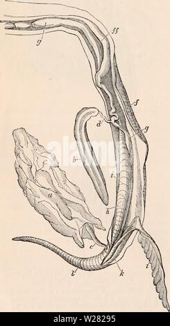 Archive image from page 345 of The cyclopædia of anatomy and Stock Photo