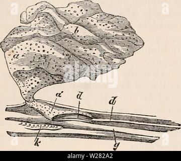 Archive image from page 345 of The cyclopædia of anatomy and Stock Photo