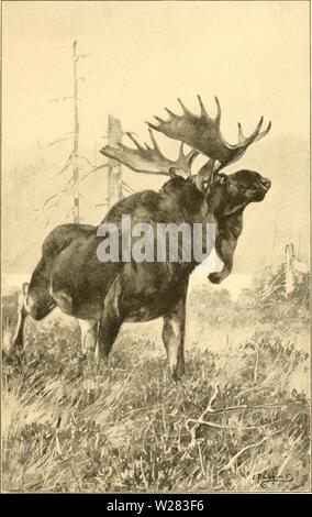 Archive image from page 352 of The deer family (1902)