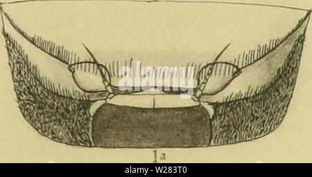 Archive image from page 354 of The Decapoda Brachyura of the Stock Photo