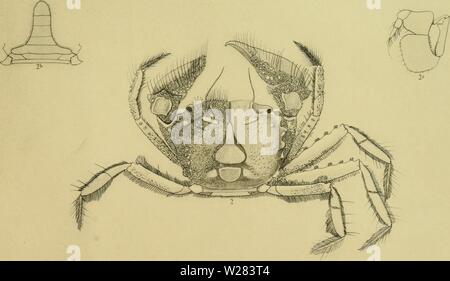 Archive image from page 354 of The Decapoda Brachyura of the Stock Photo