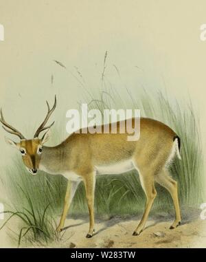 Archive image from page 354 of The deer of all lands; Stock Photo