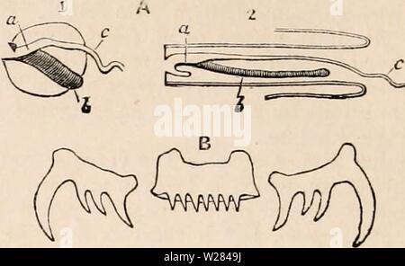Archive image from page 357 of The cyclopædia of anatomy and Stock Photo