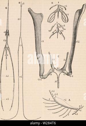Archive image from page 360 of The cyclopædia of anatomy and. The cyclopædia of anatomy and physiology  cyclopdiaofana0402todd Year: 1849  TONGUE. Fig. 760. 1145    Comparative anatomy of the hyoid apparatus. (After Gcoffroy and Owen.) A, Fish (Cod). 13, Reptile (Frog : 1, tadpole ; 2, adult). C,' D, Bird (C, Crane; D, Woodpecker). E, Mammal (Horse). became ossified, and, together with the cerato- hyal, coalesce with the basi-hyal. As in their previous condition they subserved to respira- tion, so now they do the same — as they before supported the branchiae, so now they support the trachea an Stock Photo