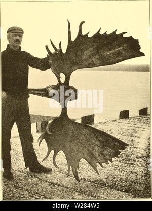 Archive image from page 360 of The deer family (1902) Stock Photo