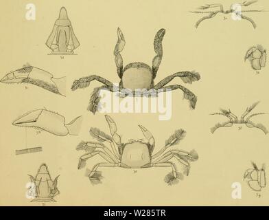 Archive image from page 366 of The Decapoda Brachyura of the