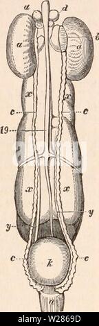 Archive image from page 369 of The cyclopædia of anatomy and Stock Photo