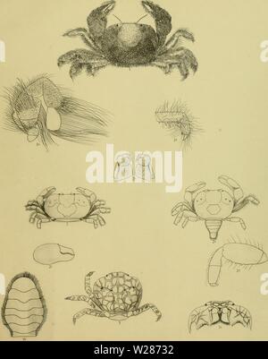 Archive image from page 374 of The Decapoda Brachyura of the Stock Photo