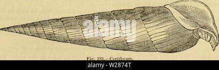 Archive image from page 376 of Cuvier's animal kingdom  arranged. Cuvier's animal kingdom : arranged according to its organization  cuviersanimalkin00cuvi Year: 1840  Fig. 183. Stock Photo