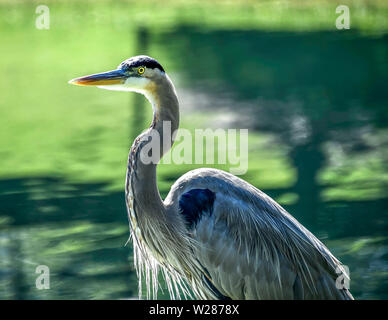 A Great Blue Heron standing near a pond. Stock Photo