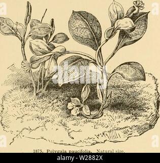 Archive image from page 382 of Cyclopedia of American horticulture Stock Photo