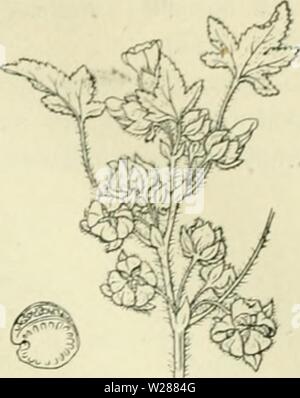 Archive image from page 382 of De flora van Nederland (1909-11). De flora van Nederland  defloravannederl02heuk Year: 1909-11.  FAMILir, 48. MALVACEAE. — 351    Malva nicaeensis Fig. 421. Stock Photo